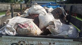 Polisi amankan barang bukti buah sawit hasil curian, dok.ist
