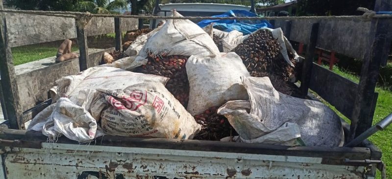 Polisi amankan barang bukti buah sawit hasil curian, dok.ist