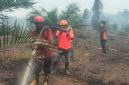 Kebakaran hutan dan lahan di Tommo Mamuju, dokumen istimewa