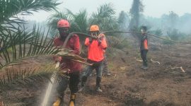 Kebakaran hutan dan lahan di Tommo Mamuju, dokumen istimewa