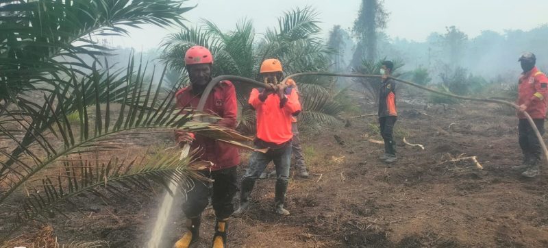 Kebakaran hutan dan lahan di Tommo Mamuju, dokumen istimewa